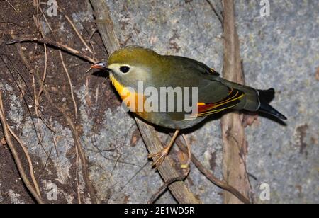 Die Rotschnabel-Leiothrix (Leiothrix lutea) Fütterung auf dem Boden des tropischen Waldes Stockfoto