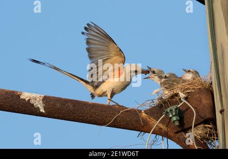 Der Scherenschwanzschnepper (Tyrannus forficatus) füttert Nestlinge, Texas Stockfoto