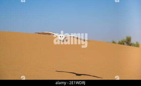 Stalleule fliegt über Sanddüne, um seine Beute zu fangen Stockfoto