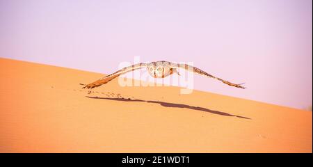 Wüstenkauz, die über Sanddünen im Dubai Conservation fliegt Bereich Stockfoto