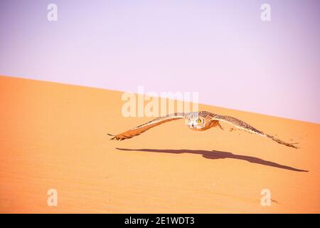 Wüstenkauz, die über Sanddünen im Dubai Conservation fliegt Bereich Stockfoto