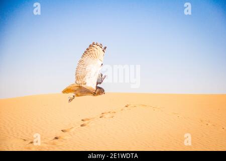 Wüstenkauz, die über Sanddünen im Dubai Conservation fliegt Bereich Stockfoto