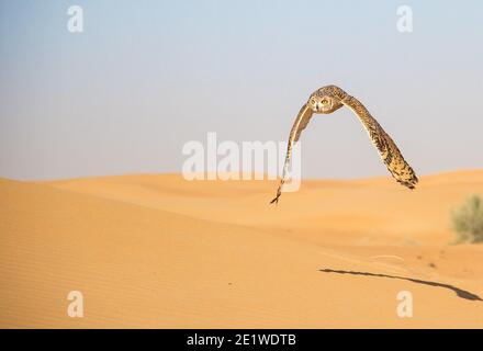 Wüstenkauz, die über Sanddünen im Dubai Conservation fliegt Bereich Stockfoto