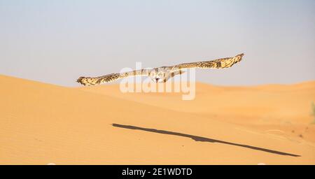 Wüstenkauz, die über Sanddünen im Dubai Conservation fliegt Bereich Stockfoto