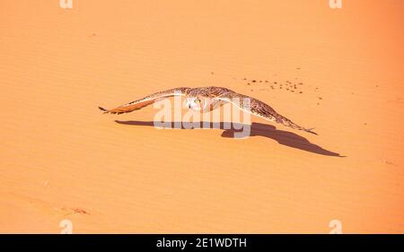 Wüstenkauz, die über Sanddünen im Dubai Conservation fliegt Bereich Stockfoto