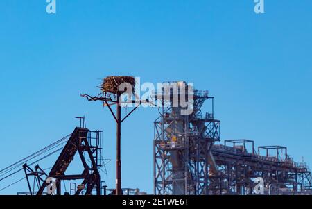 Ein leerer Storch nistet auf einem elektrischen Mast auf blauem Himmel Hintergrund auf dem Territorium der Pflanze. Stockfoto