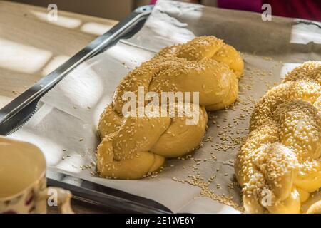 Hausgemachtes Challah-Brot backen. Vor dem Backen in einer Pfanne mit Sesamsamen umflechten. Der Teig puffte vor dem Backen. Hochwertige Fotos Stockfoto