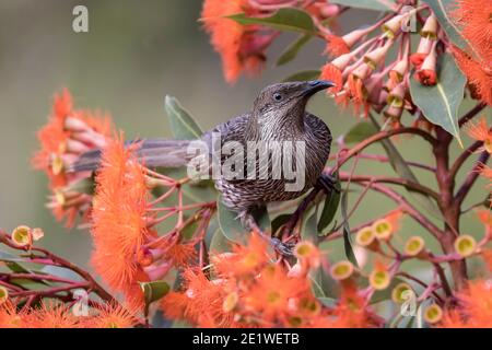 Kleiner Wattle Bird thront im rot blühenden Eukalyptusbaum Stockfoto