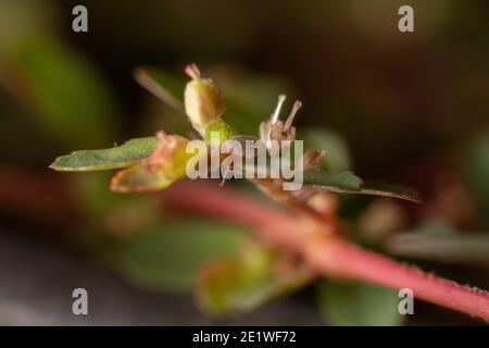 Mealybug der Familie Pseudococcidae auf einem Ast der Pflanze Rote Lauge der Art Euphorbia thymifolia Stockfoto