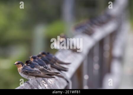 Schar der Willkommens-Schwalbe ruht auf dem Brückengeländer Stockfoto