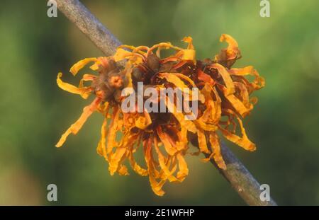 HAMAMELIS X INTERMEDIA "ORANGENHAUT" Stockfoto