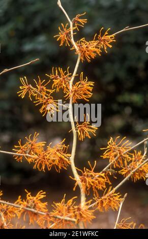 HAMAMELIS X INTERMEDIA "APHRODITE" Stockfoto