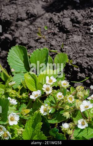 Weiße Erdbeerblüten im Frühlingsgarten. Erdbeeren im Garten auf dem Bauernhof anbauen. Stockfoto