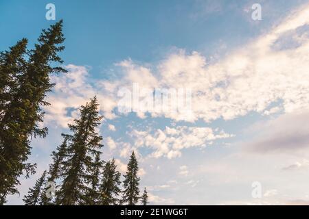 Baumkronen im Hintergrund Hügel und Wolken. Kiefernwald im Bergtal. Schönheit Welt Berglandschaft am blauen Himmel Stockfoto