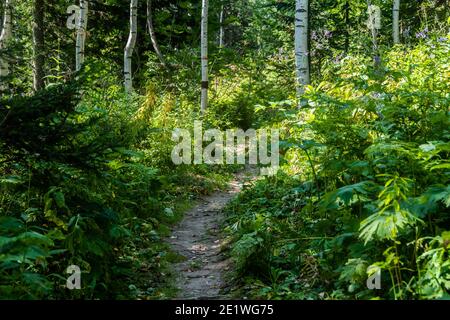 Wald Schotterweg im grünen Wald. Wandern in freier Wildbahn Stockfoto