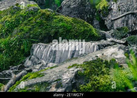 Wasserfall zwischen grünem Gras. Bergbach auf moosigen Felsbrocken im Sommer Regenwald. Alpine Kaskade der schnellen Strömung Stockfoto