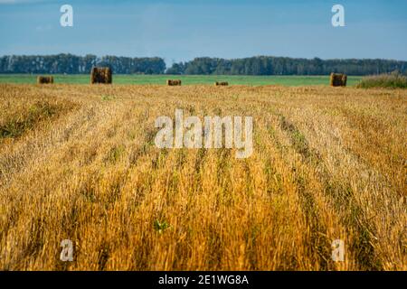 Gelbes Feld von hartem kurzen gemähtes Gras mit runden Ballen Von Heu am Horizont Stockfoto