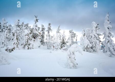 Schneetannen auf der Bergkette unter bewölktem Winterhimmel. Mit Schnee bedeckte Bäume sehen aus wie weiße Figuren Stockfoto