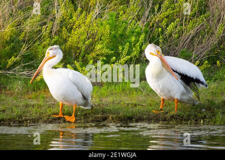 Ein nicht zuchtpflichtig Erwachsener American White Pelican (Pelecanus erythrorhynchos) an der Seite eines Teiches in Beaumont, Alberta, Kanada. Stockfoto