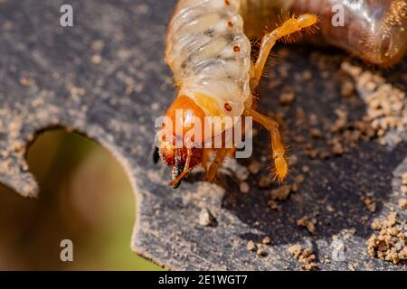 Der Maikäfer (Hahnenkäfer) in Gartenpest in der Türkei. Stockfoto