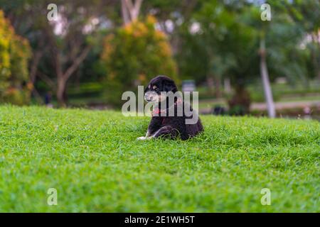 Liebenswert schwarzen Pudel Welpen auf Gras Rasen sitzen Stockfoto