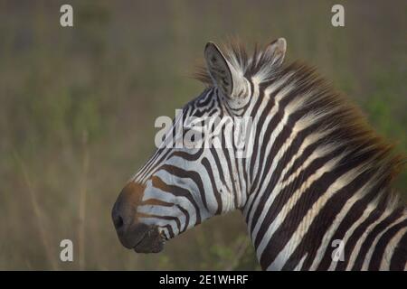 Nahaufnahme des Zebrakopfes, im Morgenlicht im wilden Nairobi National Park, Kenia Stockfoto