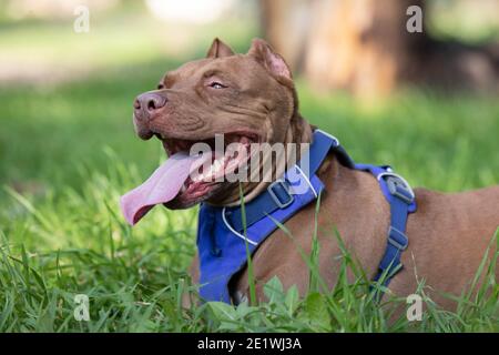 Ein Grubenbulle Hund liegt auf dem Gras in der Ein Stockfoto