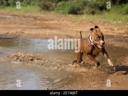 Ein Pit Bull Dog lief in eine Pfütze aus Wasser Im Wald Stockfoto