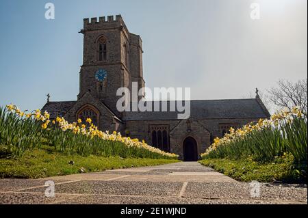 BURTON BRADSTOCK, DORSET, Großbritannien - 19. MÄRZ 2009: Von Daffodil gesäumter Pfad, der aus einem niedrigen Winkel zur Marienkirche führt Stockfoto