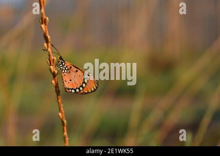 Tawny coster Schmetterling Stockfoto