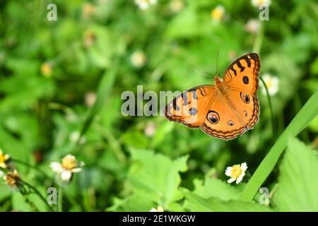 Pfau Stiefmütterchen Schmetterling. Junonia almana. Stockfoto