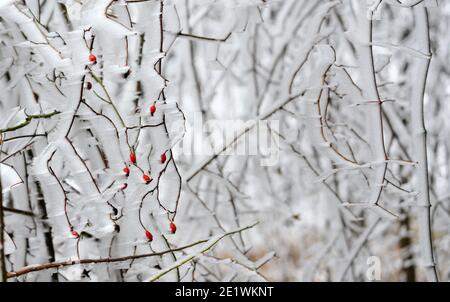 Nahaufnahme einer Hundrose im Winter Stockfoto