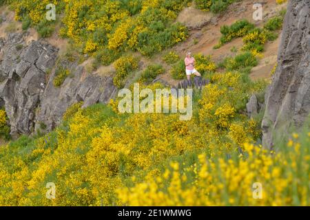 Frau, Wanderung, Ginster, Wanderweg PR1 vom Pico do Arieiro zum Pico Ruivo, Madeira, Portugal Stockfoto