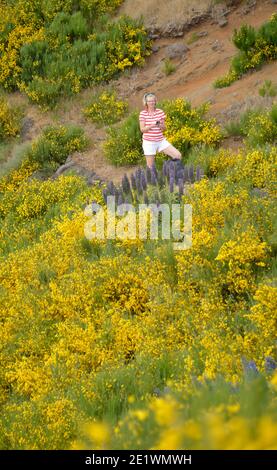 Frau, Wanderung, Ginster, Wanderweg PR1 vom Pico do Arieiro zum Pico Ruivo, Madeira, Portugal Stockfoto