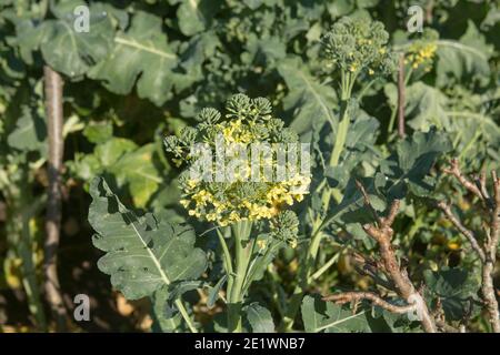 Herbstpflanzen von selbst angebauten Bio Broccoli Pflanzen (Brassica oleracea) Wachsen im Freien auf einer Zuteilung in einem Gemüsegarten in Rural Devon, England Stockfoto