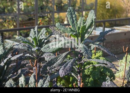 Herbstfrucht von selbst angebauten Bio-Lacinato Kale 'Dazzling Blue' (Brassica oleracea) Gowing auf einer Zuteilung in einem Gemüsegarten in Rural Devon Stockfoto