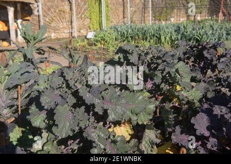 Herbstfrucht von selbst angebauten Bio-Kalette 'Garden Mix' wächst auf einer Zuteilung in einem Gemüsegarten in Rural Devon, England, Großbritannien Stockfoto