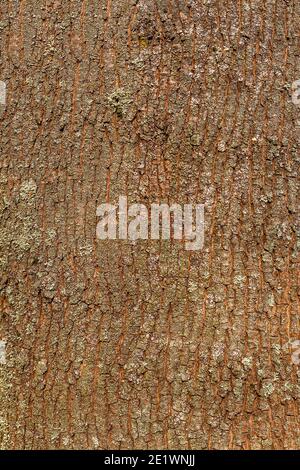 Holzstruktur von dunkler, rauer Baumrinde braune Farbe. Stockfoto