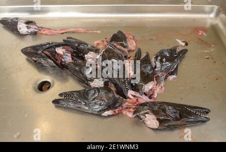 Espada Preta, Fischhalle, Markthalle 'Mercado dos Lavradores', Funchal, Madeira, Portugal Stockfoto