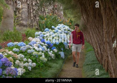 Hortensien (Hydrangea), der tropische Garten Monte Palace, Monte, Funchal, Madeira, Portugal Stockfoto