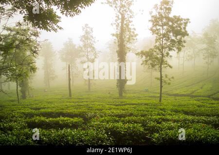 Die Teepflanze mag kein sehr trockenes Klima oder sehr starken Sonnenschein. Deshalb findet man Tee oft in nebligen Landschaften. Stockfoto