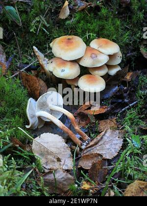 Hypholoma capnoides, bekannt als Conifer Tuft, Speisepilze aus Finnland Stockfoto