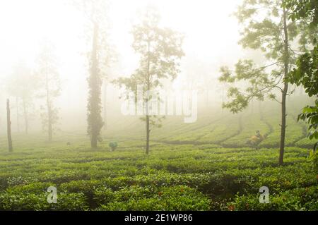 Die Teepflanze mag kein sehr trockenes Klima oder sehr starken Sonnenschein. Deshalb findet man Tee oft in nebligen Landschaften. Stockfoto