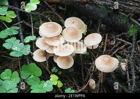 Gymnopus confluens, auch bekannt als Collybia confluens, geclusterter Toughshank, wilder Pilz aus Finnland Stockfoto