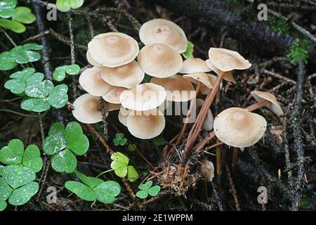 Gymnopus confluens, auch bekannt als Collybia confluens, geclusterter Toughshank, wilder Pilz aus Finnland Stockfoto