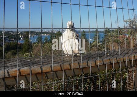 Bird Behind Wire in Sydneys östlichen Vororten Stockfoto