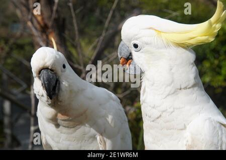 Nahaufnahme eines Schwefel-Crested Cockatoo mit zwei Mandeln in Sein Schnabel Stockfoto