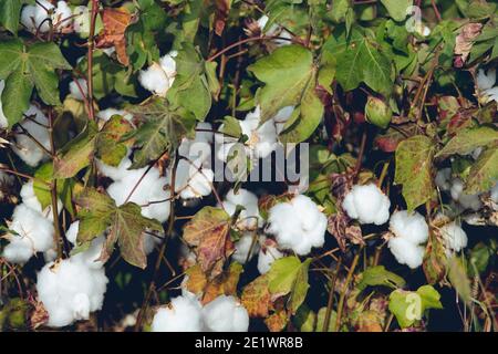 Bio-Baumwoll-Pflanzen Feld mit weißen offenen Knospen bereit Ernte in Indien Stockfoto