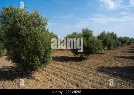 Italien, Apulien, im Süden des Landes. Traditionelle Pflanzung von Olivenbäumen. Stockfoto