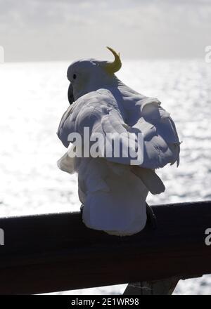 Sonne, die die Federn auf der Rückseite eines Schwefel-Crested beleuchtet Kakadu thront auf einem Zaun und blickt auf das Meer Stockfoto